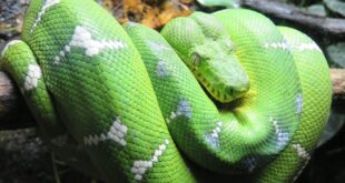 What do green snakes mean in a dream