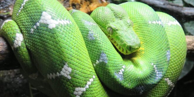 What do green snakes mean in a dream