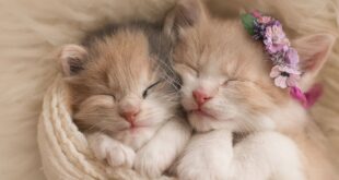 dream about kittens