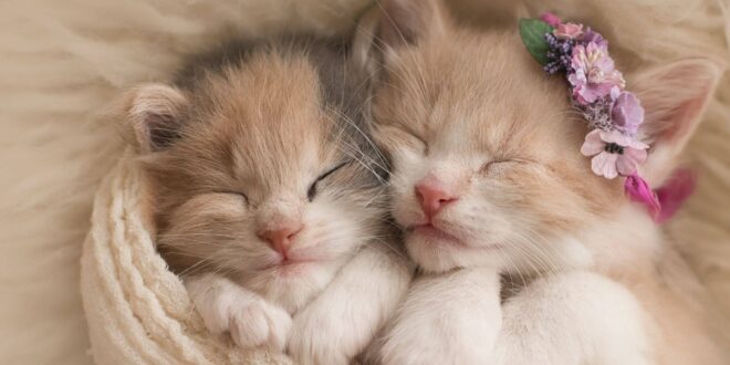 dream about kittens