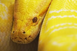 what does it mean to dream about a yellow snake