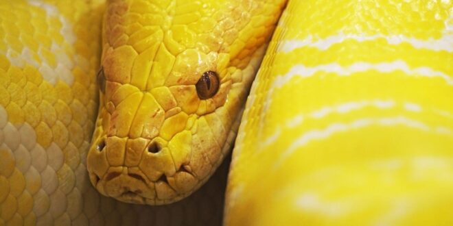 what does it mean to dream about a yellow snake