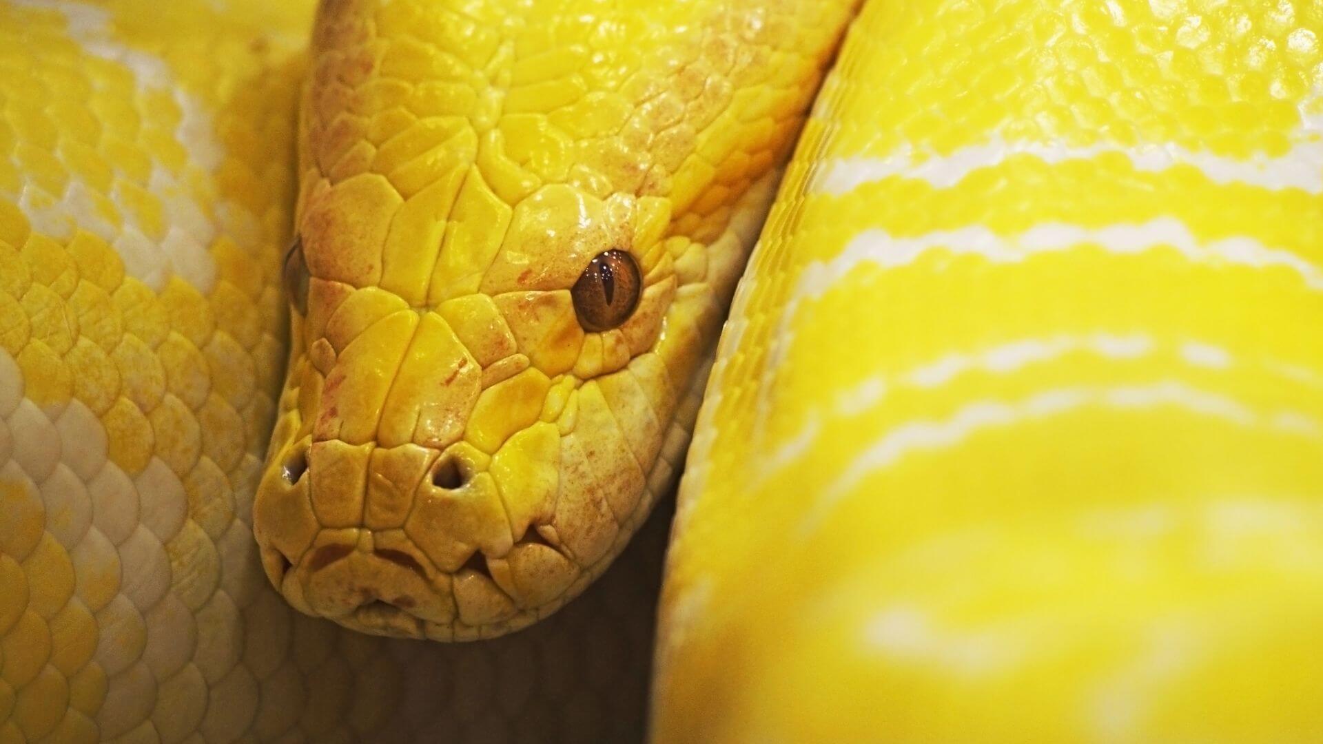 17-what-does-it-mean-to-dream-about-a-yellow-snake