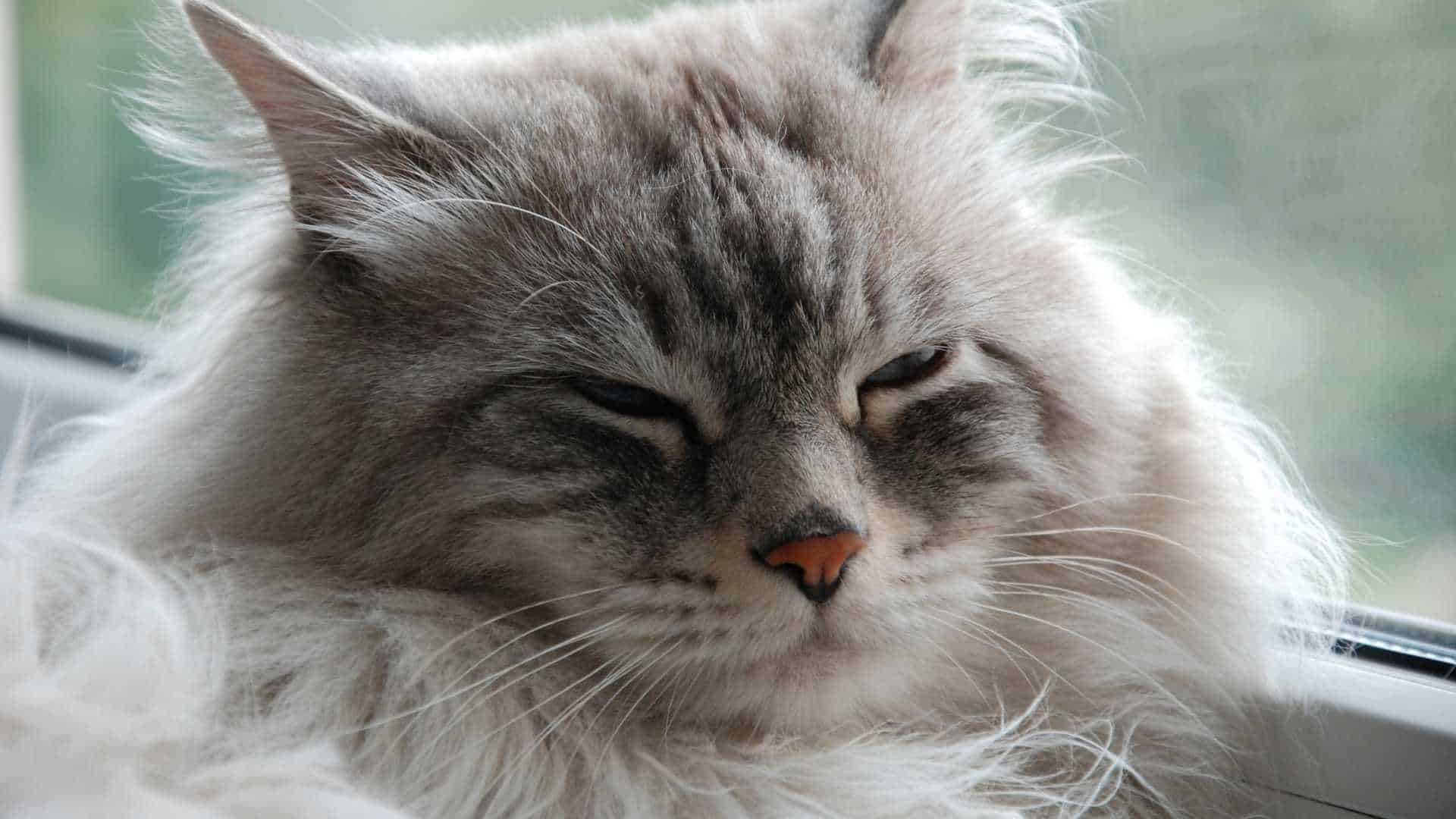 what does dreams about cats mean